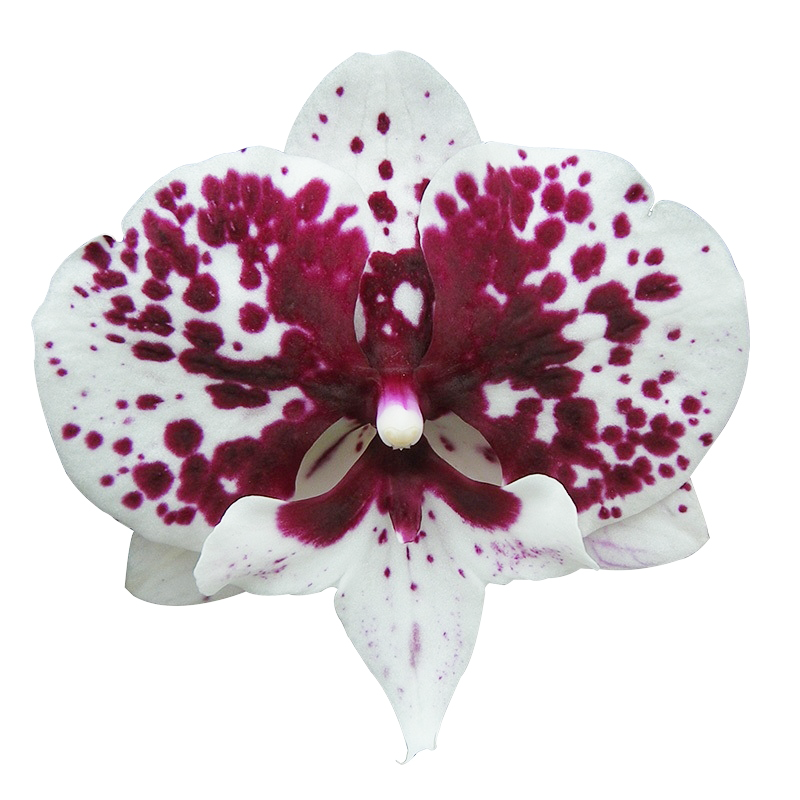 Phal. JCMaria Mar