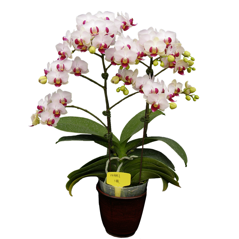 Phal. Younghome Little Spirit