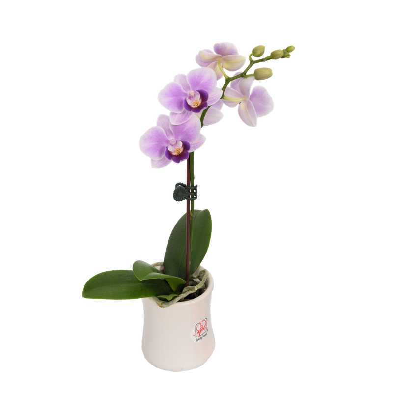Phal. Younghome April