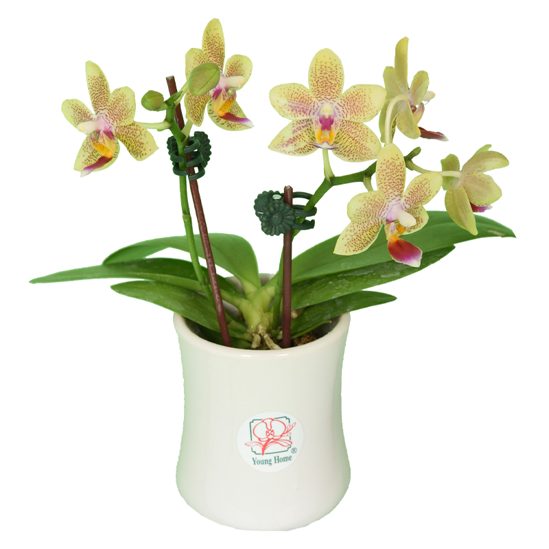 Phal. Younghome Lucky Star
