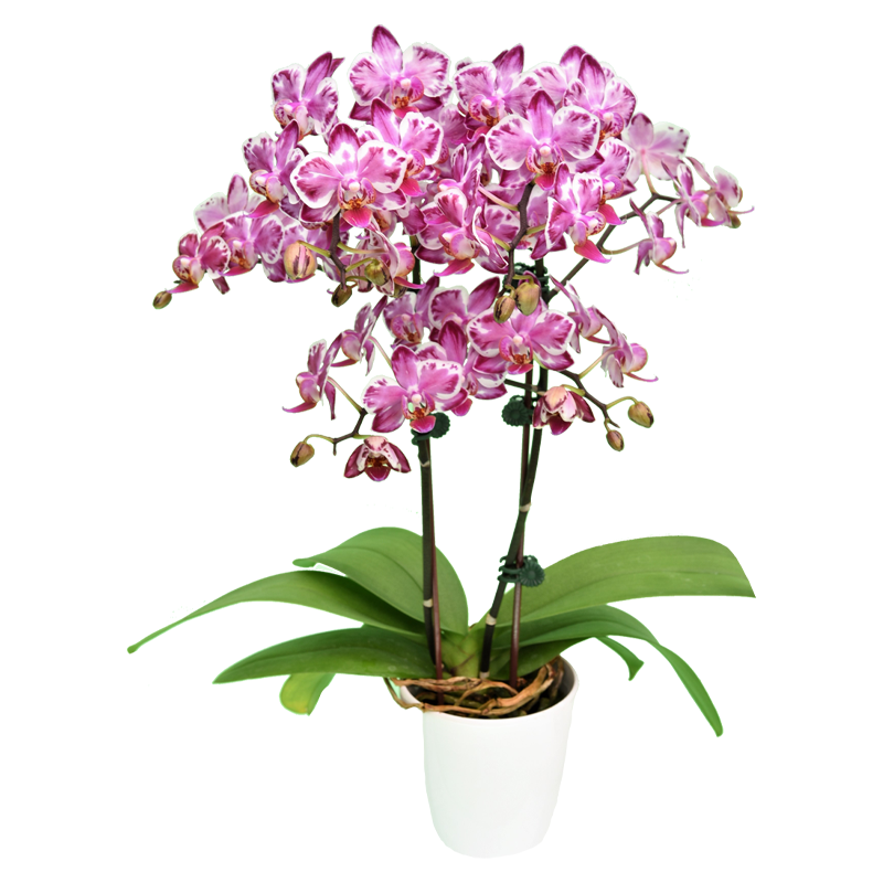 Phal. Younghome Kaleido