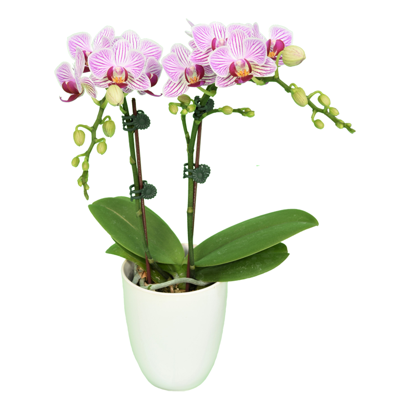 Phal. Younghome Lilien
