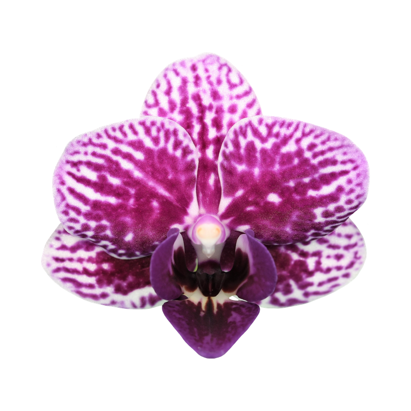 Phal. Younghome Taro Bobo