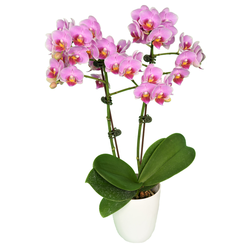 Phal. Younghome Pink Panther