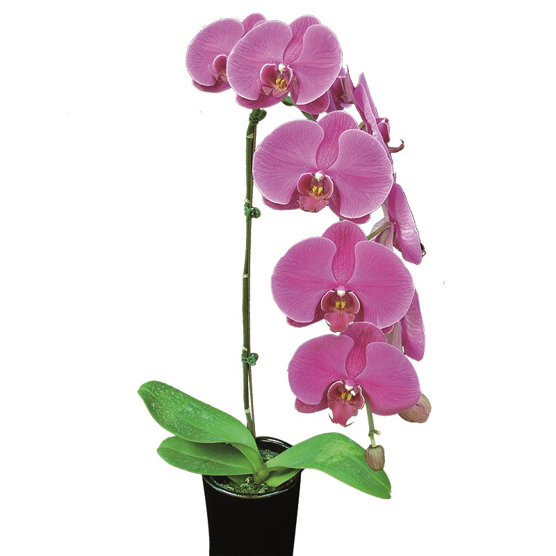 Phal. Charm Sun Big Red Robe
