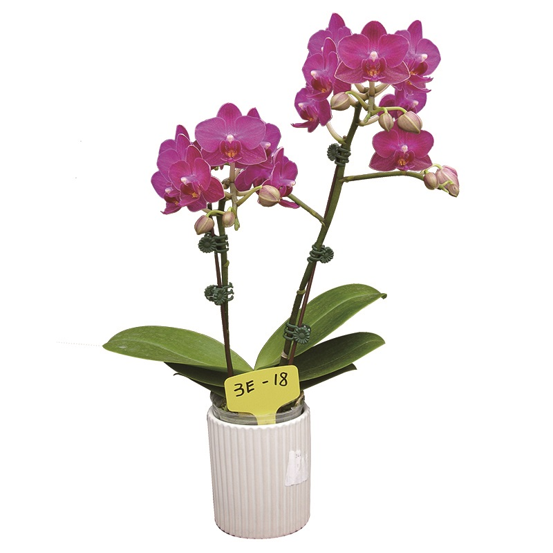 Phal. Lianher Happy Star (3E18)