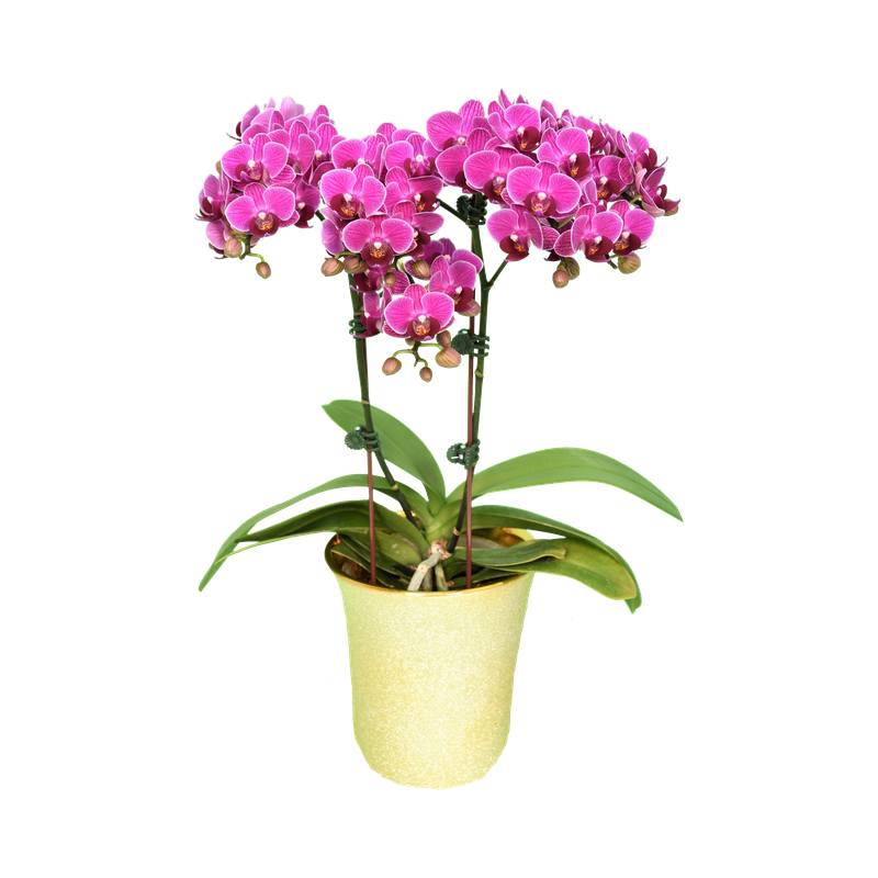 Phal. Younghome April