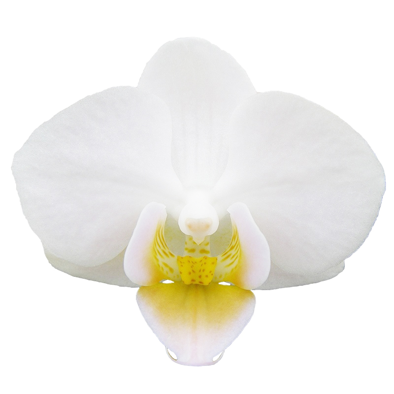 Phal. Younghome Little Snow