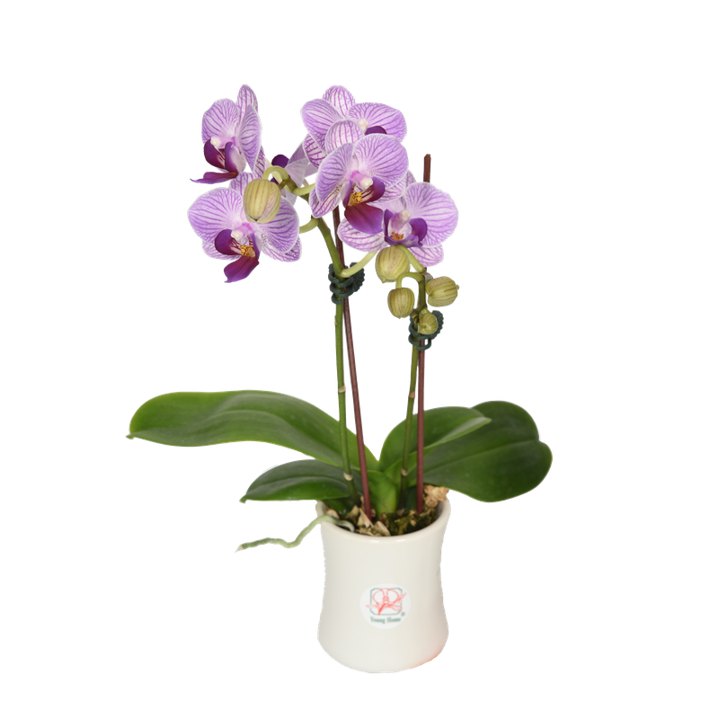 Phal. Younghome Taro Bobo