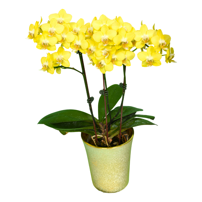 Phal. Younghome Psyduck