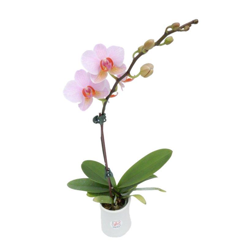 Phal. Younghome March