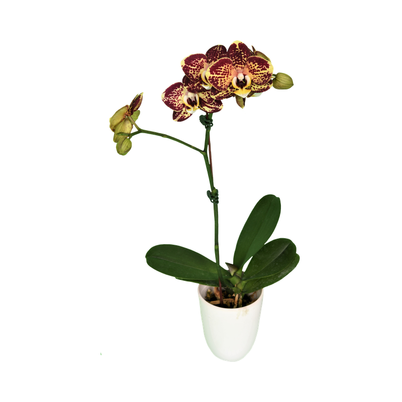 Phal. Younghome Victory Star