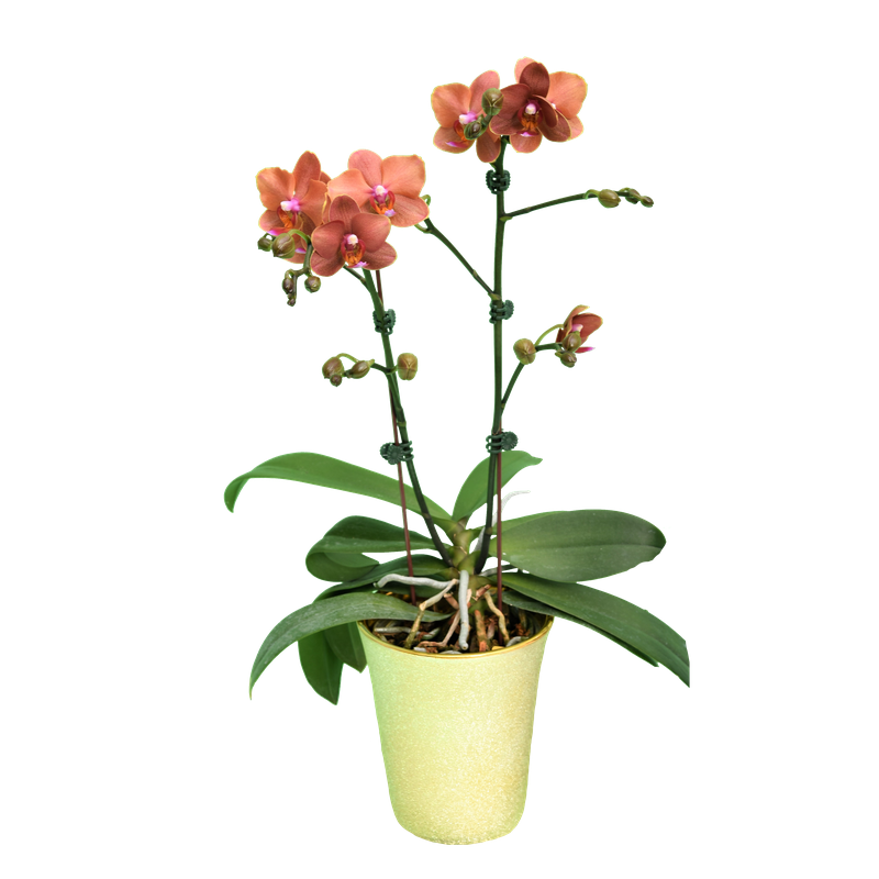 Phal. Tying Shin Taffy