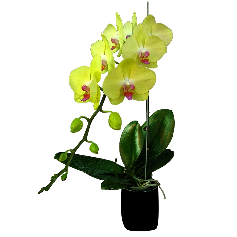 Phal. Fuller s Sunset