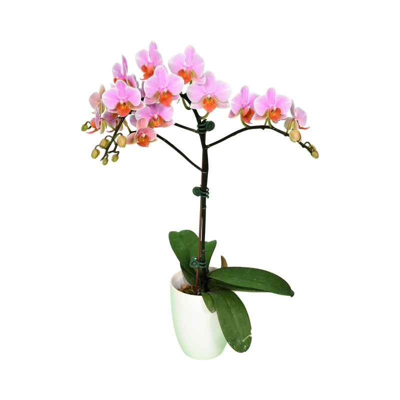 Phal. Younghome March