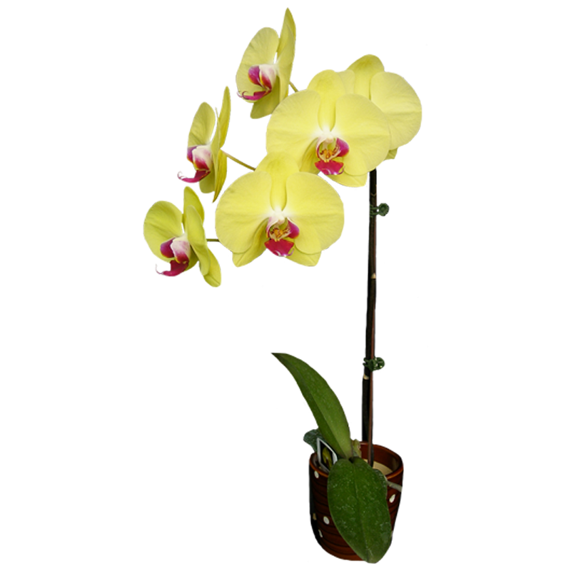 Phal. Younghome Golden