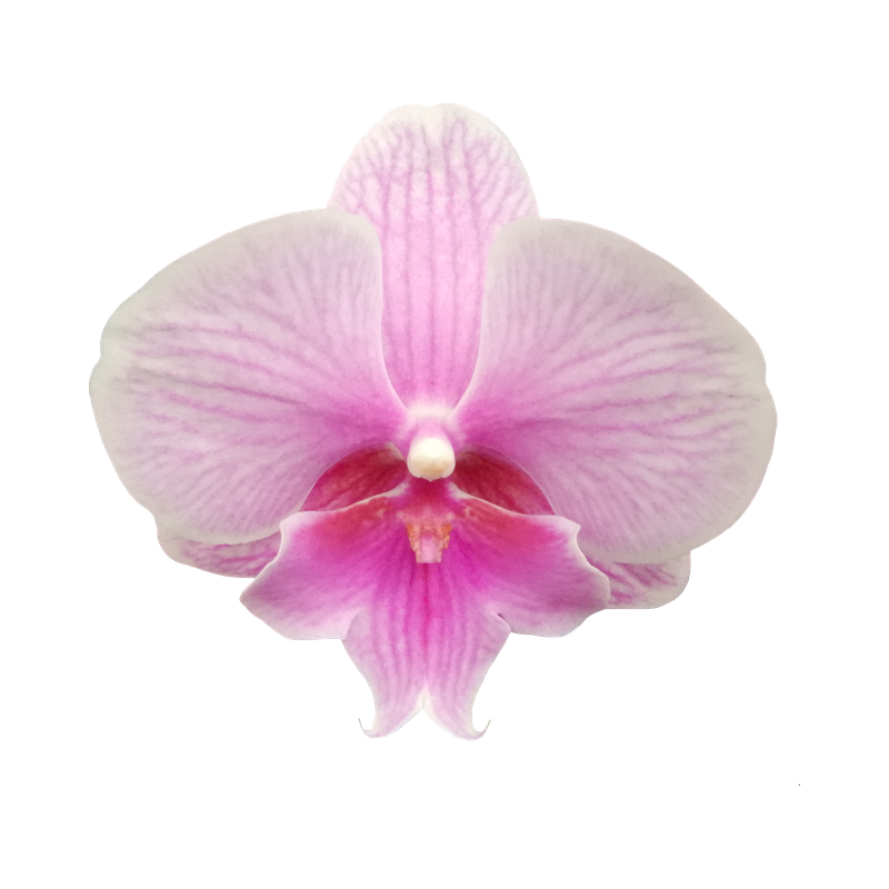Phal. Younghome Pink Parrot 