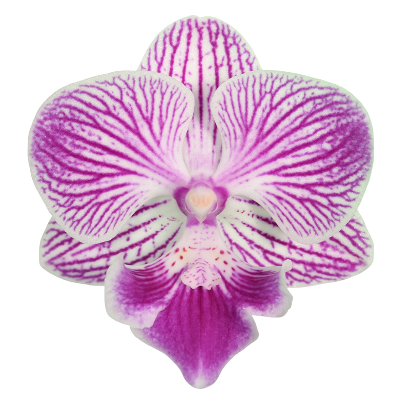 Phal. Younghome Snow Cherry 