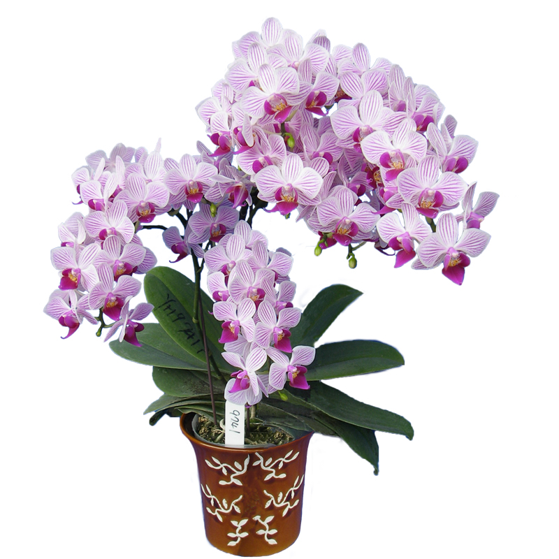 Phal. Younghome Lilien