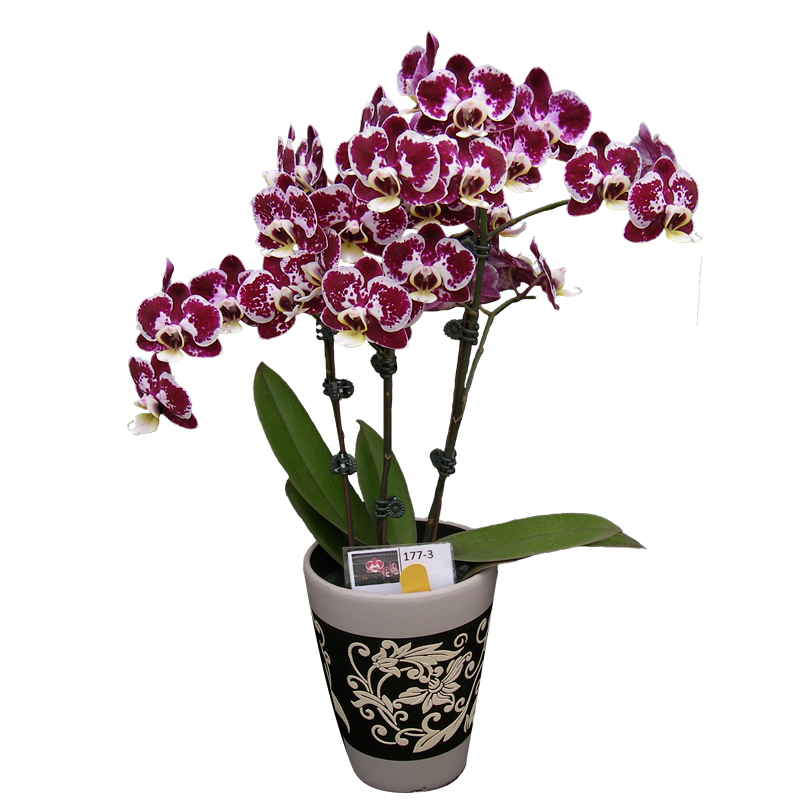 Phal. Lianher Happy Ladybug (2E201)