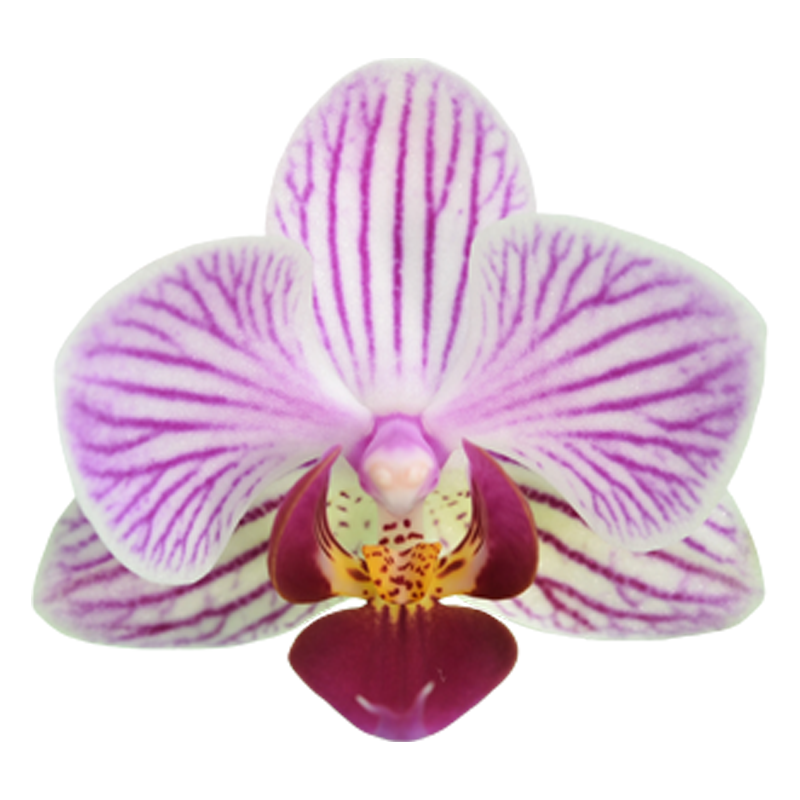 Phal. Younghome Lilien