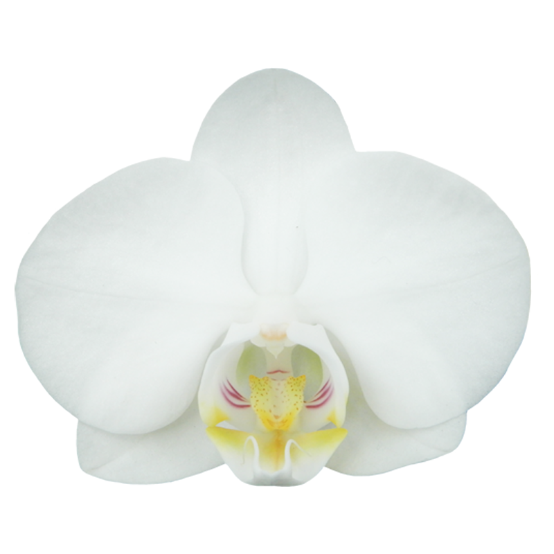 Phal. Younghome