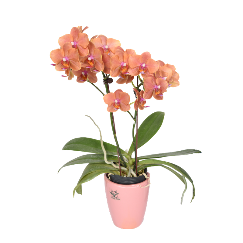 Phal. Tying Shin Taffy