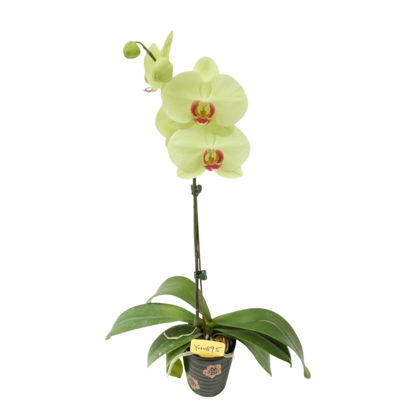 Phal. Younghome Kimono