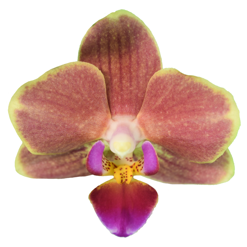 Phal. Younghome Winnie