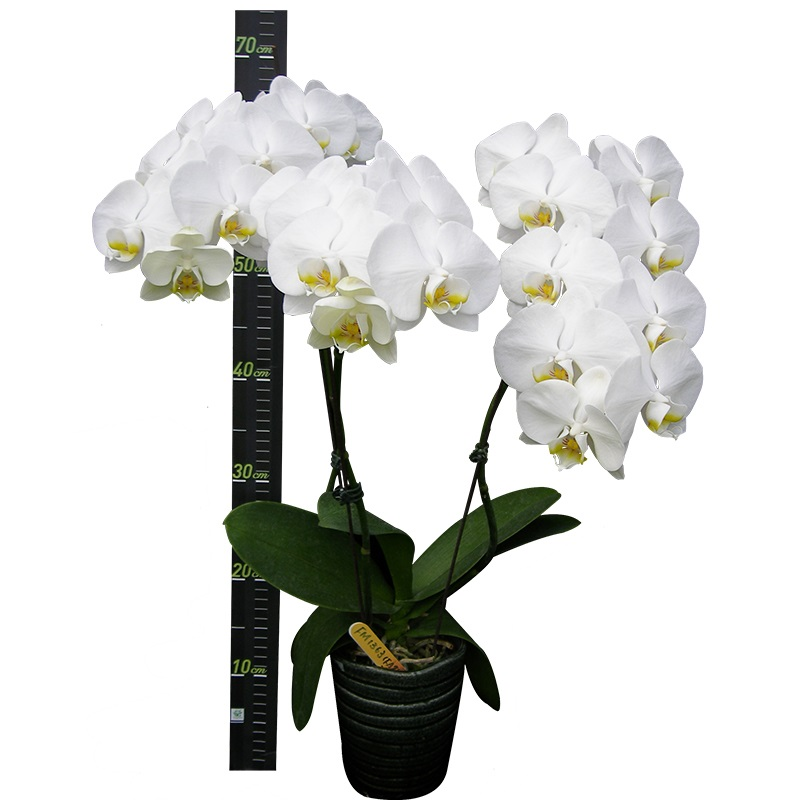 Phal. Famgmei White Jade ‘FM1363’