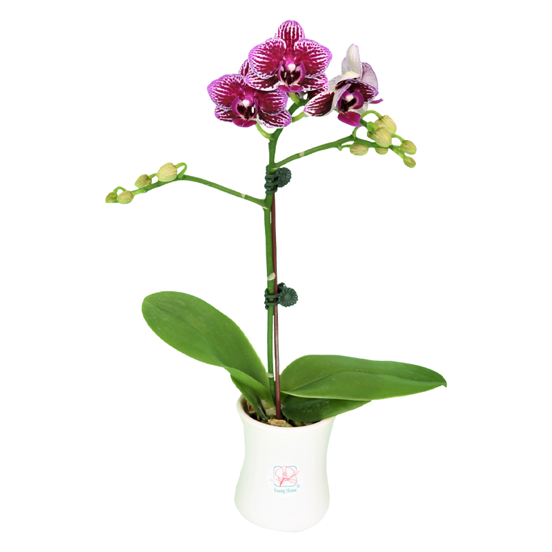 Phal. Younghome Kaleido 