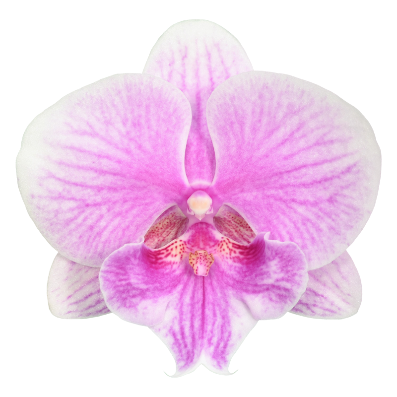 Phal. Younghome Pinying