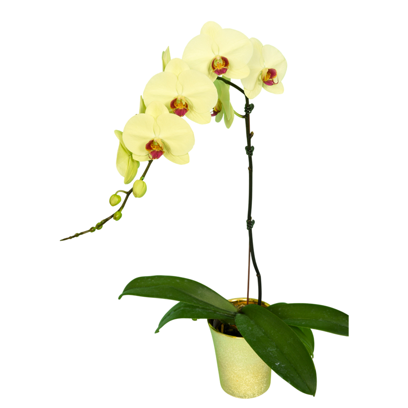 Phal. Younghome Kimono