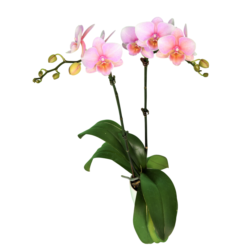 Phal. Kaleido Scope