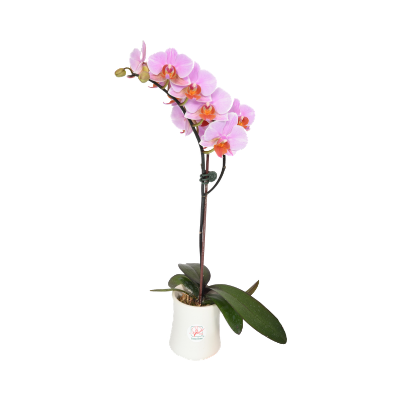 Phal. Younghome March