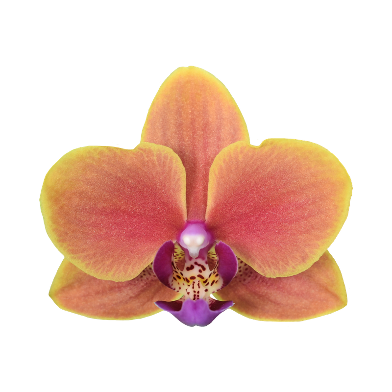 Phal. Younghome Orange Dream