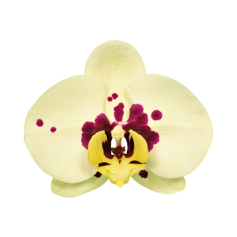 Phal. Younghome Big Panda