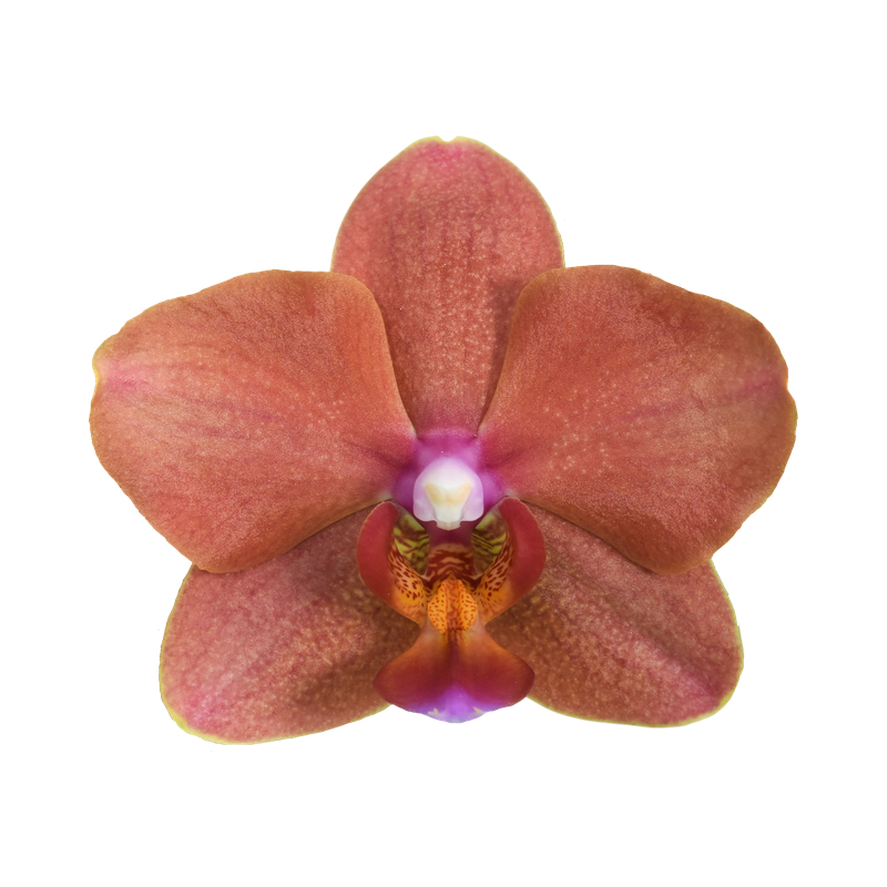 Phal. Tying Shin Taffy