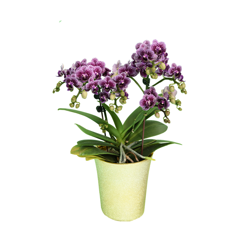 Phal. Younghome Taro Bobo