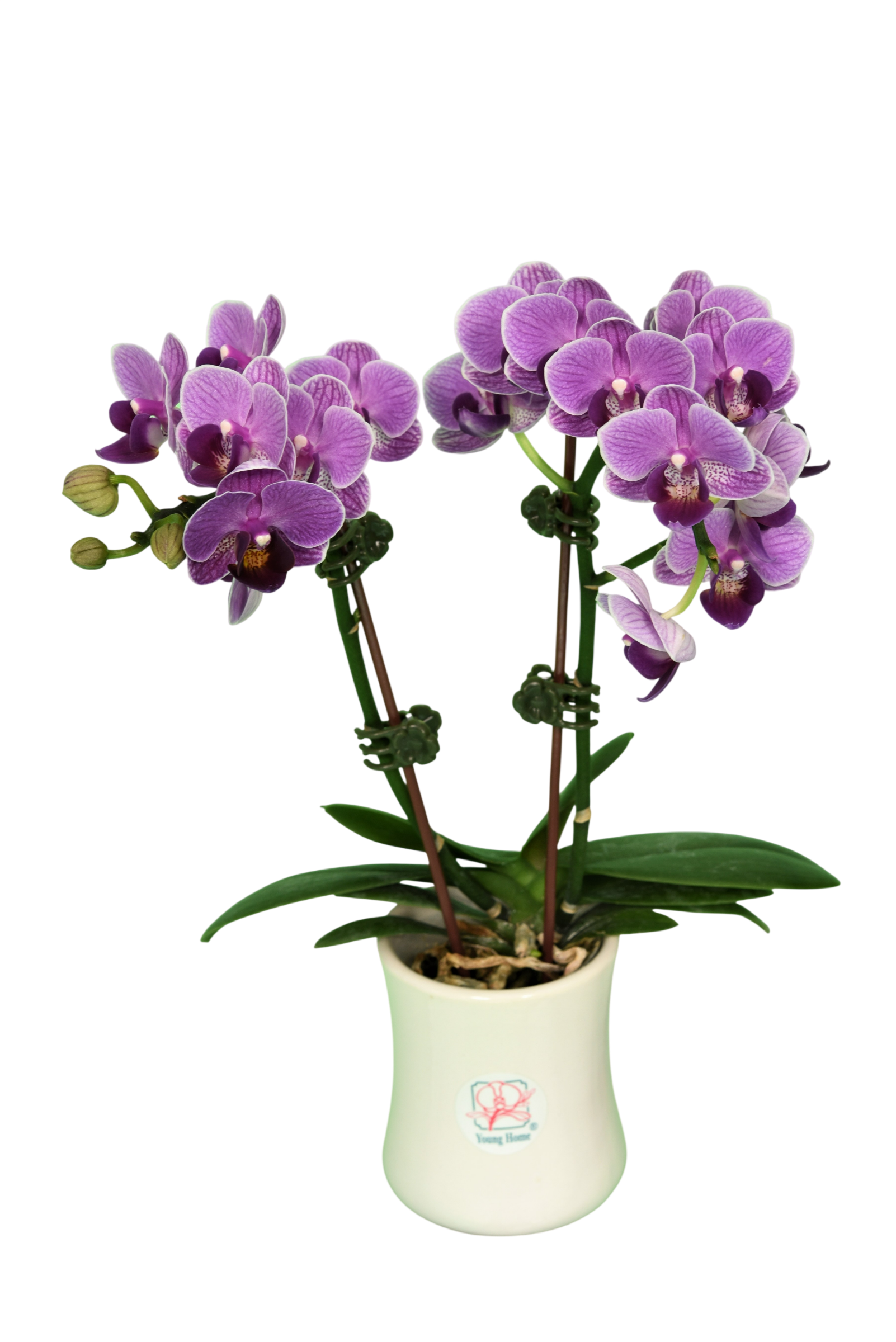 Phal. Younghome Taro Bobo