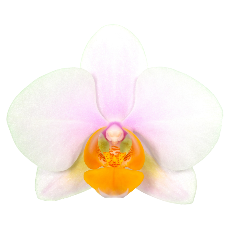 Phal. Younghome March
