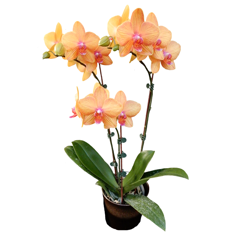 Phal. Lianher Lucky Cat