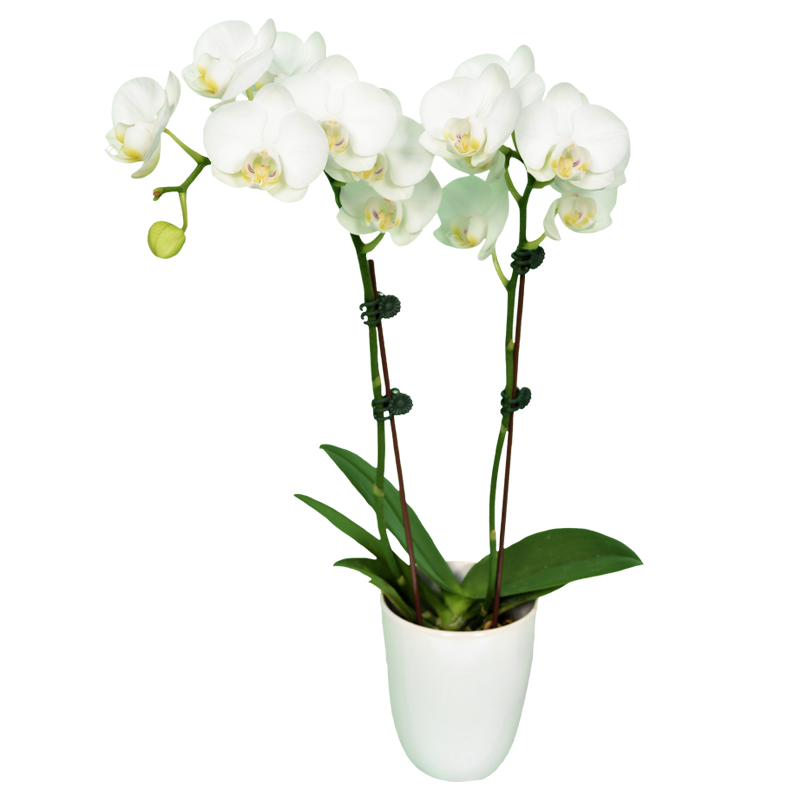 Phal. Younghome