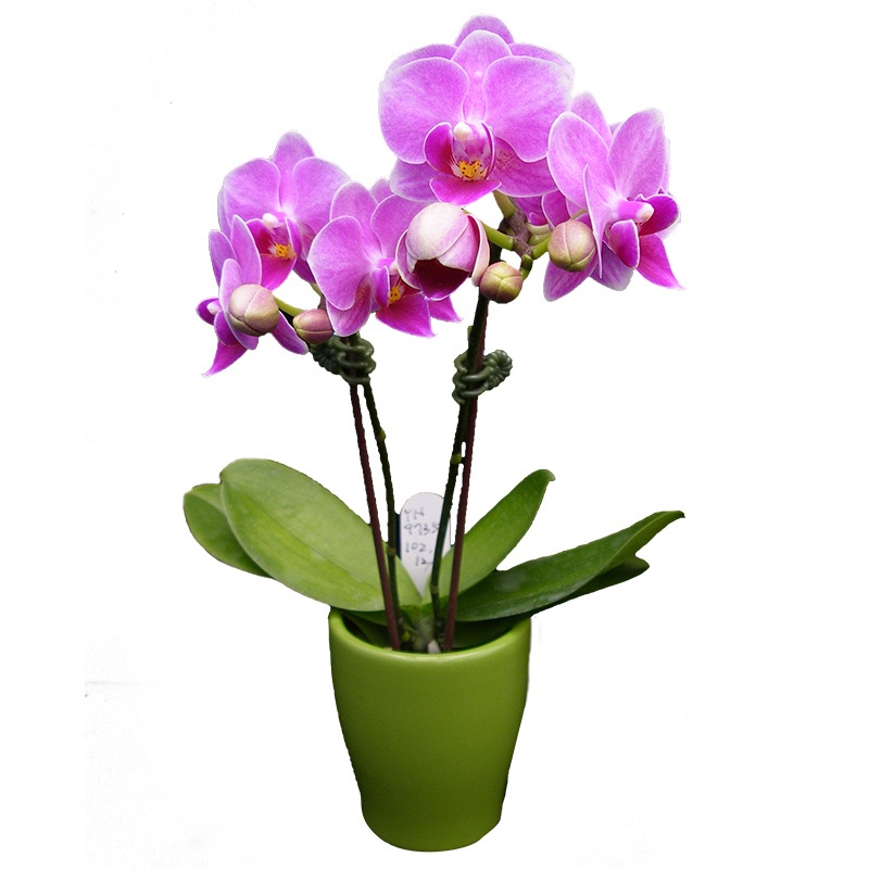 Phal. Younghome Chinese Baby