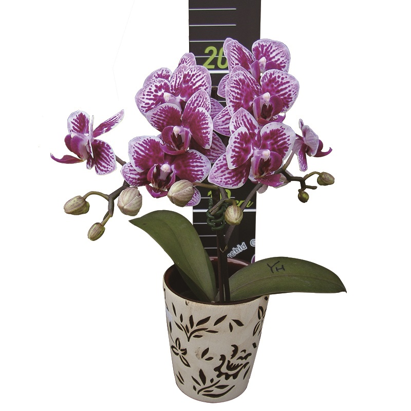 Phal. Younghome Summer