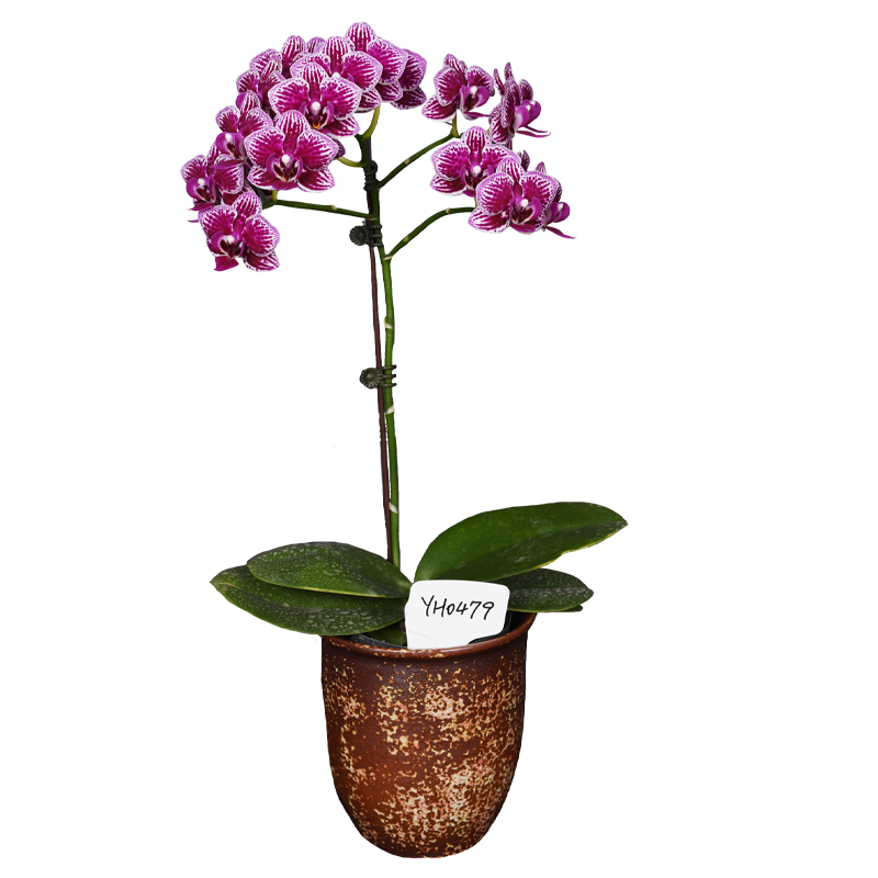 Phal. Younghome Kaleido 