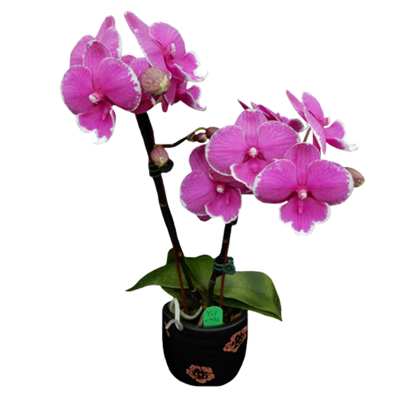 Phal. Younghome Dreamilk