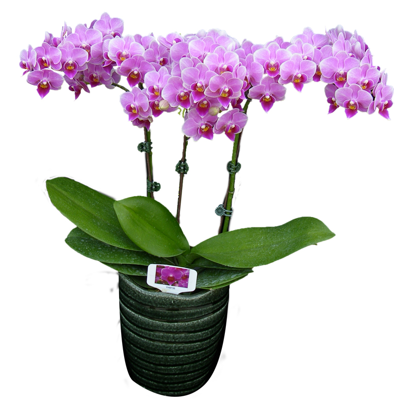 Phal. Younghome Chinese Baby