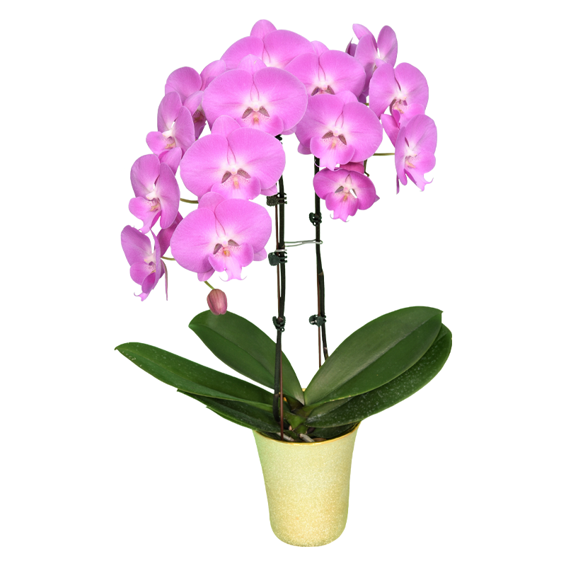 Phal. Younghome Pink Love