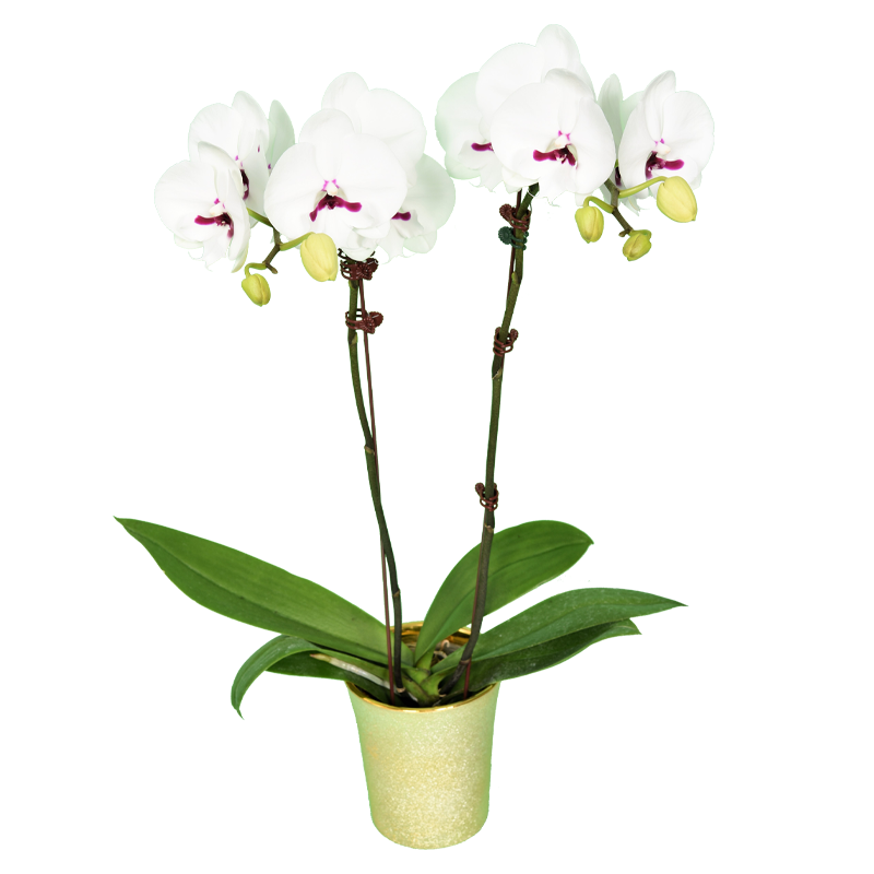 Phal. Younghome Gentleman